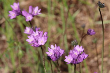 Two Wing Wild Hyacinth, Dipterostemon Capitatus Subspecies Capitatus, a charismatic native synoecious perennial herb displaying cymose umbel inflorescences during Spring in the Santa Monica Mountains.