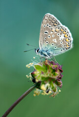 Obraz premium Motyl Modraszek ikar wśród traw na łące.