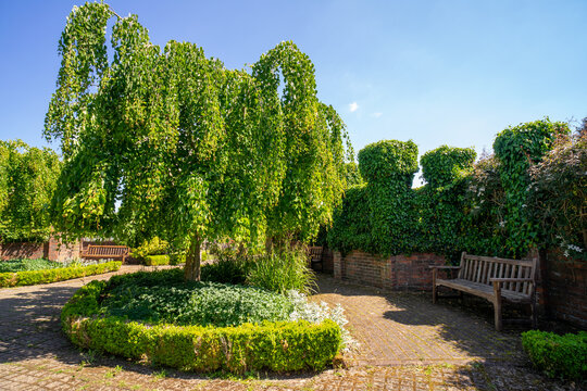 Weeping tree  in Finlaystone Country Park Estate. Scotland. UK. Formal gardens, woodlands, event venue, play areas, self-catering accommodation and cafe overlooking the Clyde River near Langbank. 