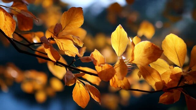 Close-up of autumn copper beech tree branch with golden leaves against blurry dark background in soft sunlight