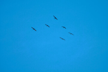 Obraz premium Cranes demoiselle (Anthropoides virgo) are circling over the steppe high in the blue sky