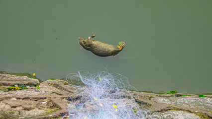 A dead rat. A rat got entangled in a fishing net on a farm fish pond and drowned.