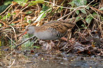 Water rail by a pond close up