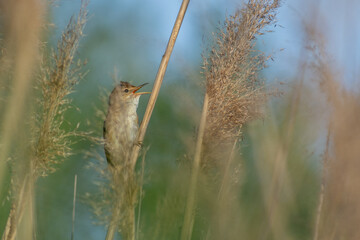 A warbler sits on a reed by the lake