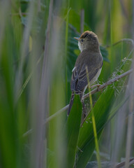 Marsh Warbler on the cane
