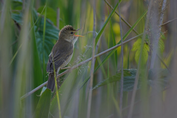 Marsh Warbler on the shore
