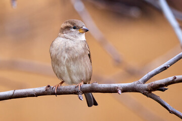 House sparrow female bird sitting on a branch (Passer domesticus)