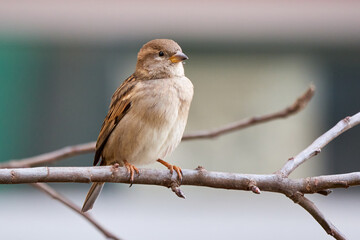 Obraz premium House sparrow female bird sitting on a branch (Passer domesticus)