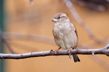 House sparrow female bird sitting on a branch (Passer domesticus)