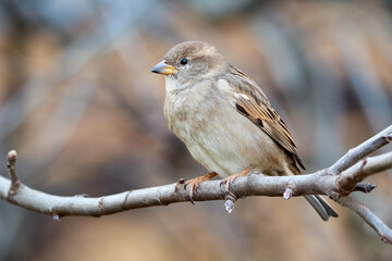 House sparrow female bird sitting on a branch (Passer domesticus)