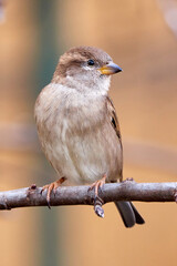 House sparrow female bird sitting on a branch (Passer domesticus)