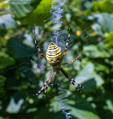 The wasp spider Argiope swings on a specific web with a zigzag lock.The grief of Sikhote Alin....