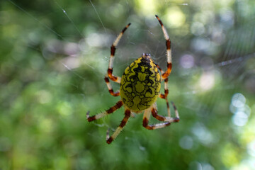 The wasp spider Argiope swings on a specific web with a zigzag lock.The grief of Sikhote Alin....