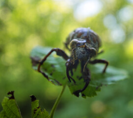 Shell of cicada larva resembles monster. Goddess Eos transformed aged disgusting husband Tithonus...
