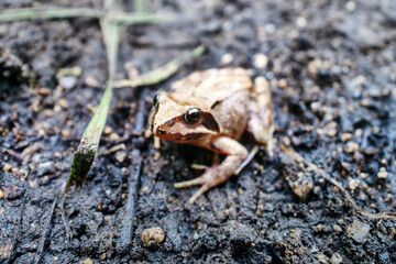 East Siberian Asiatic grass frog (Rana dybowskii, Rana chensinensis, Rana japonica) in broad-leaved forests in Sikhote Alin mountains. East Siberia