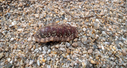 coat-of-mail shells (Loricata) muscular foot. Leg orange, two rows of gills on sides of body and mouth opening. Sea of Japan. Like Lined chiton (Tonicella marmorea). Siberian coast. Russian Far East