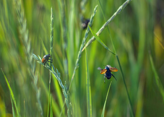Natural summer background with grass and funny flying beetle. Anisoplia austriaca Hrbst in natural environment