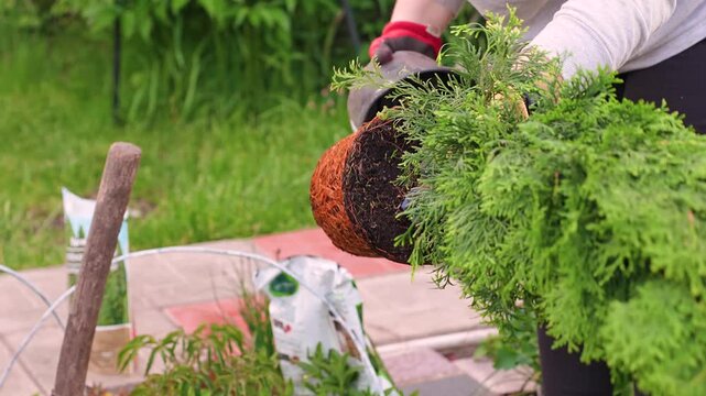 A woman plants a tuya in the ground in the garden
