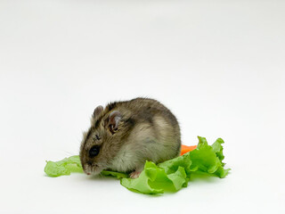 Cute little hamster eating carrots and lettuce