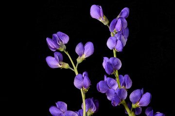 Blue false indigo flower is also known as blue wild indigo. It is a perennial herb native to much of central and eastern North America and is a flowering plant that is toxic.