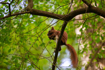 squirrel on a tree branch eating nut