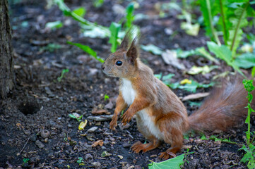 Fototapeta premium squirrel on the ground in the park