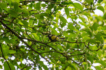 great tit perched on a tree