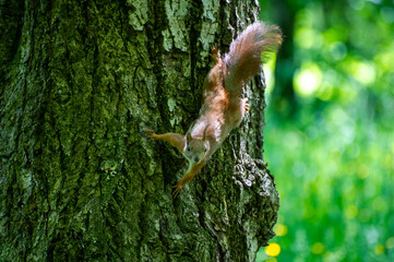 squirrel on a tree