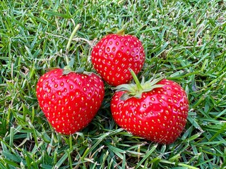 strawberry in grass