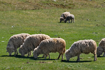 Russia. The South of Western Siberia, the Altai Mountains. A small flock of domestic sheep graze on hilly pastures surrounded by mountains.