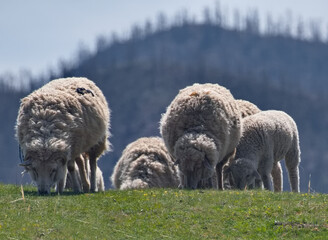 Obraz premium Russia. The South of Western Siberia, the Altai Mountains. A small flock of domestic sheep graze on hilly pastures surrounded by mountains.