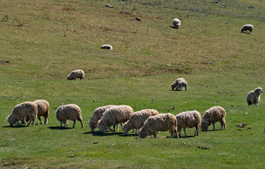 Russia. The South of Western Siberia, the Altai Mountains. A small flock of domestic sheep graze on...