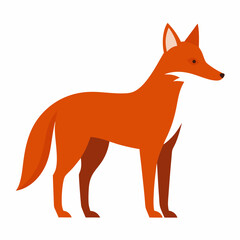 Obraz premium red fox isolated on white