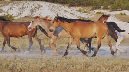 Obraz premium Horses running near Belogorsk in Crimea raising dust at sunset