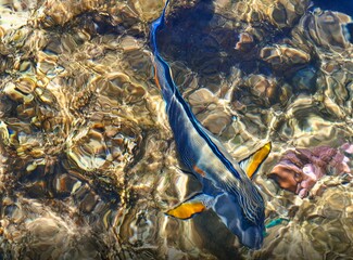 fish swim in the coral reef of the Red Sea