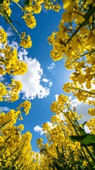 Obraz premium Yellow autumn maple leaves on a tree branch against a blue sky, a beautiful season of nature's bloom, autumn leaves against blue sky