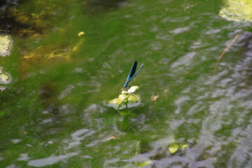 Dragonfly on a leaf. Kravica Falls, a group of waterfalls located along the Trebižat River in Bosnia and Herzegovina.