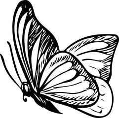 Butterfly. Vector graphics. Black and white hand-drawn illustration. On a white background. Great for stickers, banners, posters and packaging, postcards and labels, prints and more.