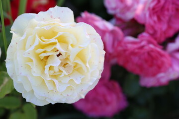 white and yellow rose close up