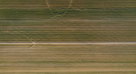 The land becomes dry, the trees dry and cracked and barren due to global warming.