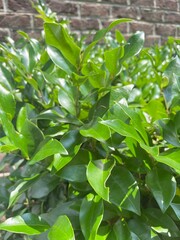 green leaves in the garden
