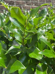 green leaves in the garden