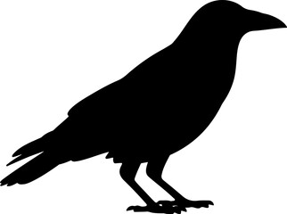 Crow silhouette vector illustration design