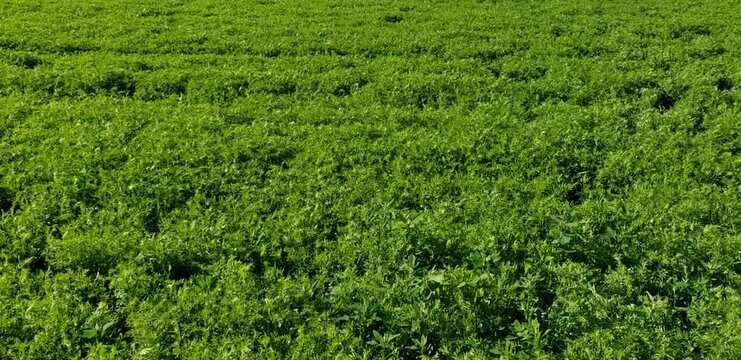 Lush Green Field of Lentil Plants on a Sunny Day