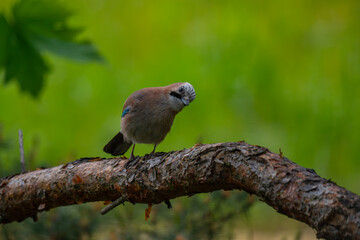 Curious Eurasian Jay Perched on a Pine Branch in a Natural Forest Setting