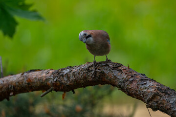 Curious Eurasian Jay Perched on a Pine Branch in a Natural Forest Setting