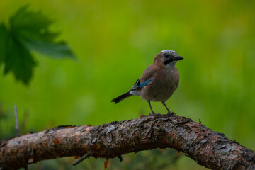 Curious Eurasian Jay Perched on a Pine Branch in a Natural Forest Setting