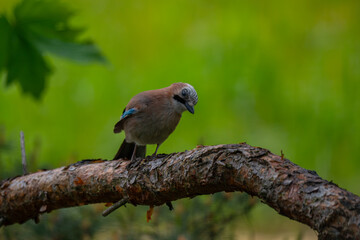 Curious Eurasian Jay Perched on a Pine Branch in a Natural Forest Setting