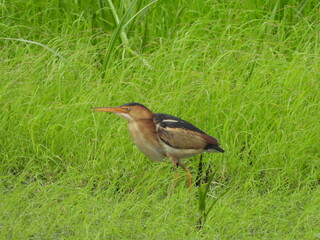 A hungry, least bittern, hunting for prey to eat, within the wetlands of the Bombay Hook National...
