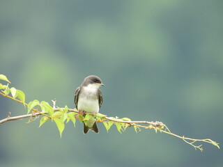 A juvenile tree swallow, perched on a branch, within the wetlands of the Bombay Hook National...